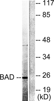 Cleaved-Bad (D71) rabbit pAb