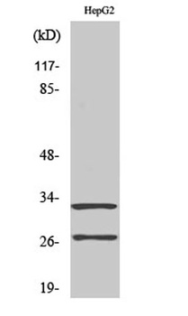 Cleaved-Cathepsin G (I21) rabbit pAb Antibody
