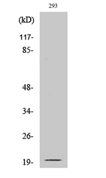 Cleaved-Ephrin-A2 (N188) rabbit pAb Antibody