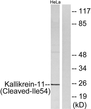 Cleaved-KLK11 (I54) rabbit pAb Antibody
