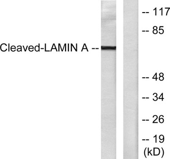 Cleaved-Lamin A (D230) rabbit pAb Antibody