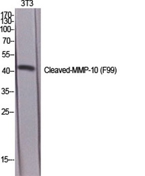 Cleaved-MMP-10 (F99) rabbit pAb Antibody