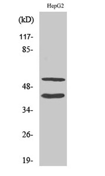 Cleaved-MMP-10 (F99) rabbit pAb Antibody