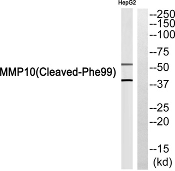 Cleaved-MMP-10 (F99) rabbit pAb Antibody