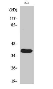 Cleaved-MMP-23 (Y79) rabbit pAb Antibody