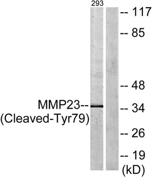 Cleaved-MMP-23 (Y79) rabbit pAb Antibody