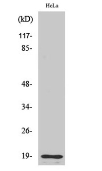 Cleaved-Thrombin APII (R327) rabbit pAb Antibody