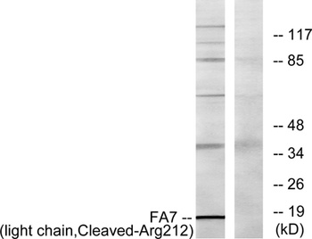 Cleaved-Factor VII LC (R212) rabbit pAb Antibody
