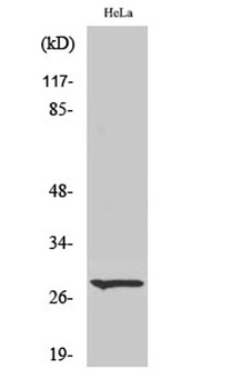 Cleaved-Integrin α6 LC (E942) rabbit pAb Antibody