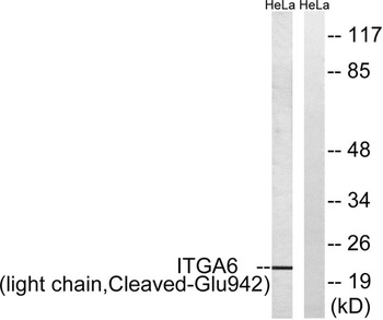 Cleaved-Integrin α6 LC (E942) rabbit pAb Antibody