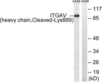 Cleaved-Integrin αV HC (K889) rabbit pAb Antibody