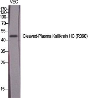 Cleaved-Plasma Kallikrein HC (R390) rabbit pAb Antibody