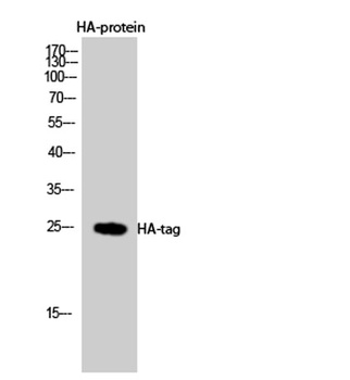 HA-tag rabbit pAb Antibody