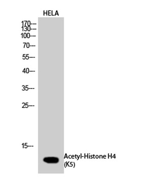 Histone H4 (Acetyl Lys5) rabbit pAb Antibody