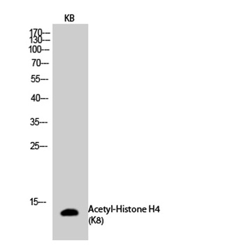 Histone H4 (Acetyl Lys8) rabbit pAb Antibody