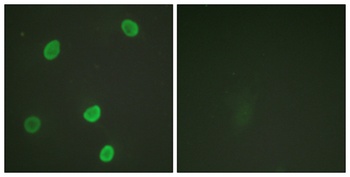 Histone H4 (Acetyl Lys8) rabbit pAb Antibody