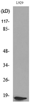 Acetyl eIF5A/eIF5A2 (K47) rabbit pAb Antibody