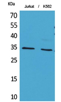 Ref-1 (Acetyl Lys7) rabbit pAb Antibody