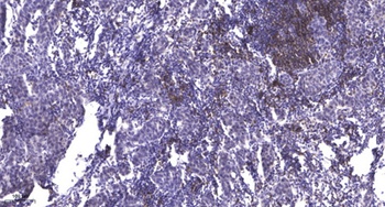 Ref-1 (Acetyl Lys7) rabbit pAb Antibody