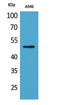 EF-1 α1/2 (Acetyl Lys41) rabbit pAb Antibody