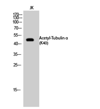 Tubulin α (Acetyl Lys40) rabbit pAb Antibody