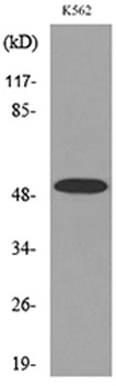 Tubulin α (Acetyl Lys352) rabbit pAb Antibody