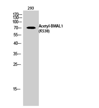 BMAL1 (Acetyl Lys538) rabbit pAb Antibody