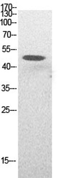 p53 (Acetyl Lys382) rabbit pAb Antibody