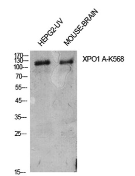 CRM1 (Acetyl Lys568) rabbit pAb Antibody