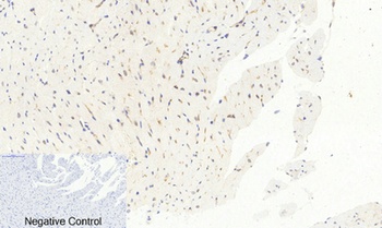 AP-1 (phospho Ser63) rabbit pAb