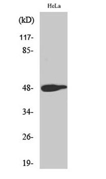 AP-1 (phospho Thr239) rabbit pAb