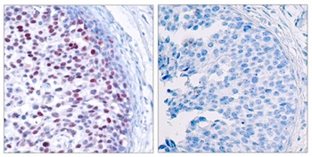 AP-1 (phospho Thr239) rabbit pAb