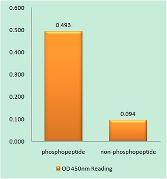 Calnexin (phospho Ser583) rabbit pAb