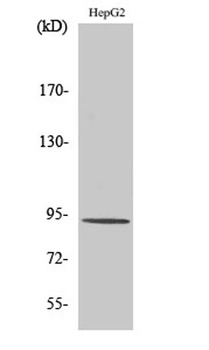 Catenin-β (phospho Thr41/S45) rabbit pAb