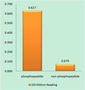 Cdc25B (phospho Ser323) rabbit pAb