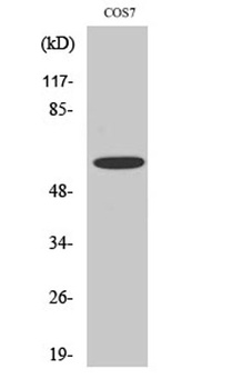 Chk2 (phospho Ser516) rabbit pAb Antibody