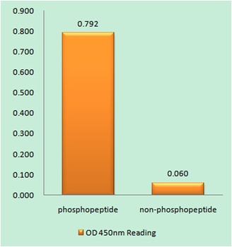 Cyclin E1 (phospho Thr395) rabbit pAb