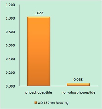 FAK (phospho Tyr861) rabbit pAb