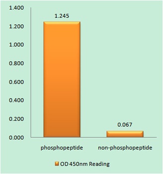 FoxO1 (phospho Ser319) rabbit pAb Antibody