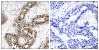 G3BP1 (phospho Ser232) rabbit pAb