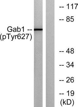 Gab 1 (phospho Tyr627) rabbit pAb