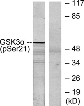 GSK3α (phospho Ser21) rabbit pAb