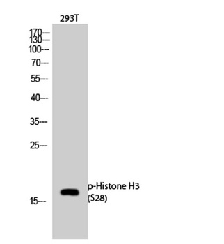 Histone H3 (phospho Ser28) rabbit pAb