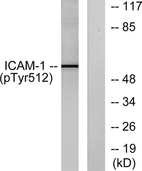 ICAM-1 (phospho Tyr512) rabbit pAb Antibody