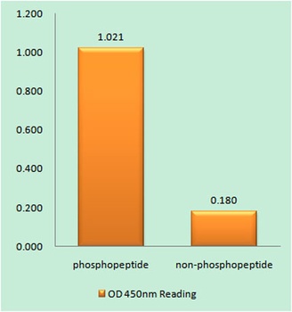 IRS-1 (phospho Ser794) rabbit pAb