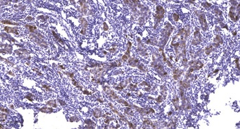 Met (phospho Tyr1234) rabbit pAb