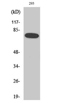 NFκB-p65 (phospho Ser468) rabbit pAb