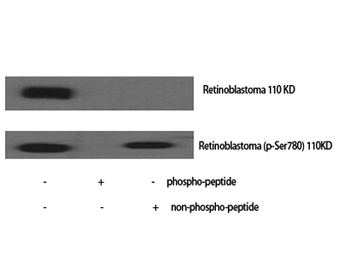 Rb (phospho Ser780) rabbit pAb