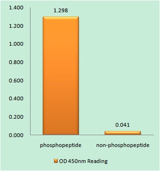 Sp1 (phospho Thr739) rabbit pAb