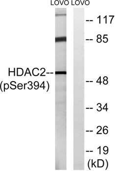 HDAC2 (phospho Ser394) rabbit pAb